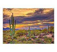 SDOTPMT 10x6.5ft Cactus Themed Polyester Backdrop Arizona Desert Sunset Nature Landscape Backgrounds Wildwest Saguaro Cactus Background for Baby Shower Party Decor Adults Portrait Photo Booth Props