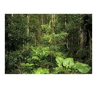 SDOTPMT 10x8ft Forest Rainforest Polyester Backdrop Lush Evergreen Jungle Spring Summer Suburb Natural Landscape Background Children Family Camping Theme Banner Events Photo Studio Props
