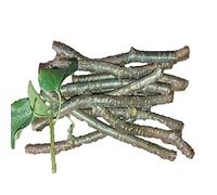 SE Fresh Neem Tree Plantation Sticks/Stems (7-Inch) - Set of 30 (Natural Immunity Booster)
