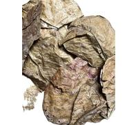 Sea Almond Tree Leaves with Premium Maturity Level - Natural Water Care for Aquarium - High-Quality Catappa Leaves from Protected Nature - Ideal for Shrimp, Betta & Co - 1:1 from Nature (0010 g)