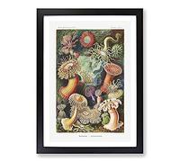 Sea Anemone Actiniae by Ernst Haeckel Framed Wall Art Print A2 Black