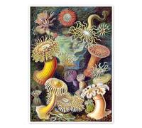 Sea Anemones, Actiniae (Art Forms in Nature, 1899) Poster by Ernst Haeckel 90 x 120 cm Colourful Wall art Wall decor