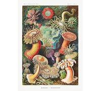 Sea Anemones by Haeckel Poster - 50x70 cm