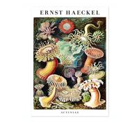 Sea Anemones Poster, Vintage Botanical Art Prints, Retro Encyclopedia Illustration Wall Art Plants Botany Pictures, Bedroom Living Room Home Decor, A4 (Print Only) - 29.7x21cm