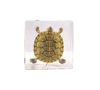 Sea Animal Specimen, Animal Taxidermy in Resin Paperweights, Real Insect in Resin Specimen for Biology Science Classroom Science Education, Desk Decor, Collectibles Study (A, 3x3x1 inch)