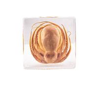 Sea Animal Specimen, Animal Taxidermy in Resin Paperweights, Real Insect in Resin Specimen for Biology Science Classroom Science Education, Desk Decor, Collectibles Study (B, 3x3x1 inch)