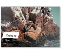 Sea lion Resting on A Rock at High Tide in Paracas, Peru Design 1, Fridge Magnet