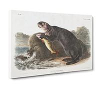 Sea Otter By John Woodhouse Audubon Canvas Print | Gallery Wrapped 30mm Frame Wall Art | 24x16 inches | Ready to Hang | Coastal Seascape Picture | Living Room Bedroom Lounge Office