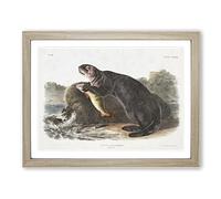 Sea Otter By John Woodhouse Audubon Vintage Framed Print | A2 Oak Framed Wall Art | Ready to Hang | Classic Nautical Picture | Living Room Bedroom Lounge Office