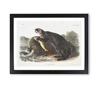 Sea Otter By John Woodhouse Audubon Vintage Framed Print | A3 Black Framed Wall Art | Ready to Hang | Classic Nautical Picture | Living Room Bedroom Lounge Office