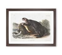 Sea Otter By John Woodhouse Audubon Vintage Framed Print | A4 Walnut Framed Wall Art | Ready to Hang | Classic Nautical Picture | Living Room Bedroom Lounge Office