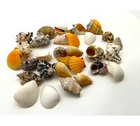 Sea shells Age 3+ large | 500 grams bag (over 30 shells) | Beach shells | Seashells | Natural crafts
