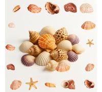 Sea Shells Mixed, 0.5KGShells for Crafting, Sea Shells for Crafts,2-8cm Natural Ocean Seashells,Seashell for Vase Fillers DIY Crafts Home Wedding Fish Tank Decorations Beach Themed Party Bag Fillers