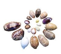 Sea Shells Natural Seashells Conch Cone for Beach Themed Party DIY Craft Fishtank Vase Filler Home Wedding Decoration(B)