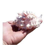 Sea shells， Rose Thousand Hand Snail 7~10Cm for DIY,Wedding Decor Beach Theme Party