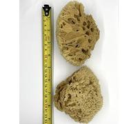 Sea Sponge for Painting - Pack of 2 Unbleached Natural Art Sponges for Blending, Painting, Arts & Crafts - Real Sponges from the Sea by Canvasio (Each Sponge Approx 10-12cm)