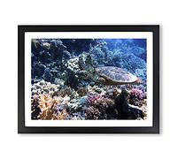 Sea Turtle Coral Reef Modern Framed Print | A2 Black Framed Wall Art | Ready to Hang | Modern Animal Picture | Living Room Bedroom Lounge Office