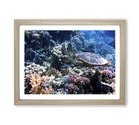 Sea Turtle Coral Reef Modern Framed Print | A3 Oak Framed Wall Art | Ready to Hang | Modern Animal Picture | Living Room Bedroom Lounge Office
