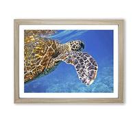 Sea Turtle No.2 Modern Framed Print | A2 Oak Framed Wall Art | Ready to Hang | Modern Animal Picture | Living Room Bedroom Lounge Office