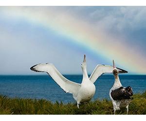 Seabirds of the Arctic and Antarctic