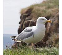 Seagull greeting card which play seagull noise when opened. Blank on the inside for any occasion. Manilla envelope included. 15cm x 15cm square in size.