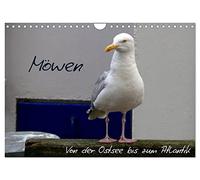 Seagulls - From the Baltic Sea to the Atlantic Ocean UK-Version (Wall Calendar 2026 DIN A4 Landscape), CALVENDO 12 Month Wall Calendar