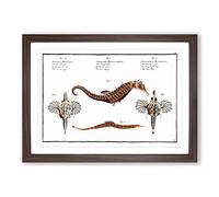 Seahorse & Sea Dragon by M.E. Bloch Framed Print | A2 Walnut Framed Wall Art | Ready to Hang | Modern Animal Picture | Living Room Bedroom Lounge Office