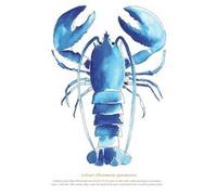 SeaKisses Lobster A4 SeaLife Print Unframed