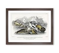 Seal Illustration By Oliver Goldsmith Vintage Framed Print | A4 Walnut Framed Wall Art | Ready to Hang | Classic Animal Picture | Living Room Bedroom Lounge Office