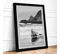 Seal on the Shore Coastal Framed Wall Art Print A2 Black