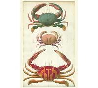 Sealife Crab Journal: Vintage Marine Blue Crab Notebook - Coastal Beach (Blank Lined Notebook)