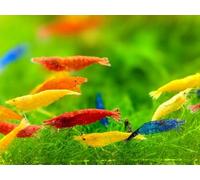Seam Oasis - Mix Neocaridina Shrimps for Live Shrimp Freshwater Aquarium - Live Shrimp Arrival Guarantee (Pack of 50, Mixed)