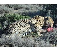 Search for the Big Seven Part 1: The Garden of Eden