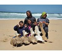 Search for the Big Seven Part 3: Whale of a Time