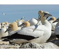 Search for the Big Seven Part 4: Hunters of the Deep