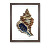 Seashell By George Shaw Vintage Framed Print | A3 Walnut Framed Wall Art | Ready to Hang | Classic Nature Picture | Living Room Bedroom Lounge Office