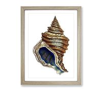 Seashell By George Shaw Vintage Framed Print | A4 Oak Framed Wall Art | Ready to Hang | Classic Nature Picture | Living Room Bedroom Lounge Office