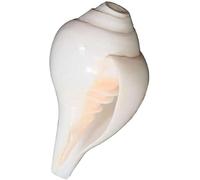 Seashell Crafted Natural White Shankh Melodic Blowing Conch Shell For Pooja, Temple, Home Decor, Feng Shui - Pack Of 1 (5 Inches Approx.)