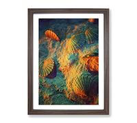 Seashell Shell Ocean 3 Modern Framed Wall Art Print, Ready to Hang Picture for Living Room Bedroom Home Office Décor, Walnut A4 (34 x 25 cm)