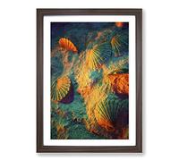 Seashell Shell Ocean Vol.3 Framed Print | A2 Walnut Framed Wall Art | Ready to Hang | Modern Nautical Picture | Living Room Bedroom Lounge Office