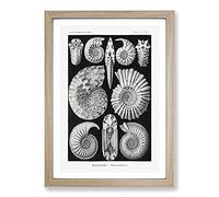Seashells Ammonitida by Ernst Haeckel Framed Print | A2 Oak Framed Wall Art | Ready to Hang | Modern Nature Picture | Living Room Bedroom Lounge Office