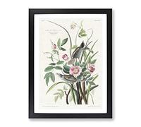 Seaside Finches By John James Audubon Vintage Framed Print | A2 Black Framed Wall Art | Ready to Hang | Classic Beach Picture | Living Room Bedroom Lounge Office