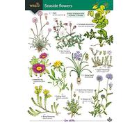 Seaside Flowers (WildID)