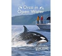 Seaside Sanctuary: Orca in Open Water