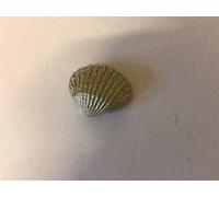 Seaside Sea Shell TG113 Made from Solid Fine English Pewter Pin Lapel badge POSTED BY US GIFTS FOR ALL 2016 FROM DERBYSHIRE UK