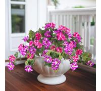 SEBOVIM 2 Bundles Artificial Flowers Pink Faux Morning Glory Flowers Outdoor UV Resistant No Fade Artificial Plants for Indoor Garden Living Room Decor (Fuchsia)