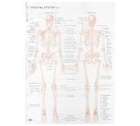 SECFOU Skeletal System Anatomy Poster 50x70cm Educational Hanging on Beige Cloth Material Anatomically Correct Human Bones and Muscular System Chart for Teaching Or Home Wall Decoration