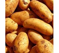 Second Early Charlotte Seed Potatoes (2kg) - Grow Your Own