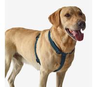 Second Life - Dog Harness Blue 100