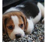 Second Nature Gallery Beagle Puppy Blank Any Occasion Greeting Card ELE019